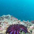 , photo taken in Maldives, Male Atoll, South Male Atoll, Horah Giri