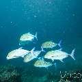 , photo taken in Maldives, Male Atoll, South Male Atoll, Horah Giri