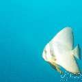 , photo taken in Maldives, Male Atoll, South Male Atoll, Horah Giri