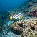 , photo taken in Maldives, Male Atoll, South Male Atoll, Horah Giri