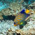 , photo taken in Maldives, Male Atoll, South Male Atoll, Horah Giri