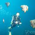 , photo taken in Maldives, Male Atoll, South Male Atoll, Horah Giri