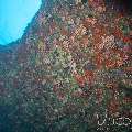 , photo taken in Maldives, Male Atoll, South Male Atoll, Horah Giri