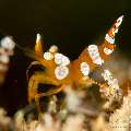 Sexy Shrimp (Thor amboinensis), photo taken in Philippines, Negros Oriental, Dauin, Atmosphere House Reef