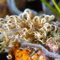 Nudibranch, photo taken in Philippines, Negros Oriental, Dauin, Atmosphere House Reef