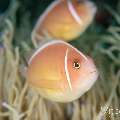 Pink Anemonefish (Amphiprion perideraion), photo taken in Philippines, Negros Oriental, Dauin, Atmosphere House Reef