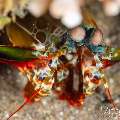 Peacock Mantis Shrimp (Odontodactylus Scyllarus)