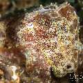 Broadclub cuttlefish (Sepia latimanus), photo taken in Philippines, Negros Oriental, Dauin, Atmosphere House Reef