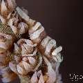 Anker's Whip Coral Shrimp (Pontonides ankeri), photo taken in Philippines, Negros Oriental, Dauin, Atmosphere House Reef