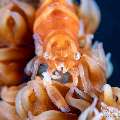 Anker's Whip Coral Shrimp (Pontonides Ankeri)