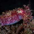 Broadclub Cuttlefish (Sepia Latimanus)
