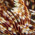 Indian Feather Duster Worm (Sabellastarte spectabilis), photo taken in Philippines, Negros Oriental, Dauin, Basak South