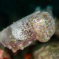 Broadclub Cuttlefish (Sepia Latimanus)