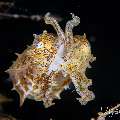 Broadclub cuttlefish (Sepia latimanus), photo taken in Philippines, Negros Oriental, Dauin, Basak South