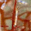 Indian Feather Duster Worm (Sabellastarte Spectabilis)