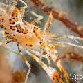 Tiger Shrimp (Phyllognathia Ceratophthalma)