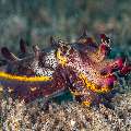 Flamboyant Cuttlefish (Metasepia Pfefferi)