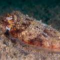 Broadclub cuttlefish (Sepia latimanus), photo taken in Philippines, Negros Oriental, Dauin, Guinsuan North