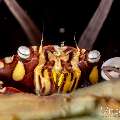 Harlequin Swimmer Crab (Lissocarcinus Laevis)