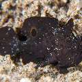 Deepwater Frogfish (Nudiantennarius subteres), photo taken in Philippines, Negros Oriental, Dauin, Airlac's