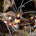Banded Coral Shrimp (Stenopus hispidus), photo taken in Philippines, Negros Oriental, Dauin, Airlac's