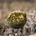 White-spotted Puffer (Arothron Hispidus)