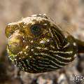 White-spotted Puffer (Arothron Hispidus)