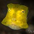 Yellow Boxfish (Ostracion cubicus), photo taken in Philippines, Negros Oriental, Dauin, Airlac's