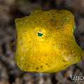 Yellow Boxfish (Ostracion cubicus), photo taken in Philippines, Negros Oriental, Dauin, Airlac's