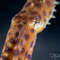 Blue Ring Octopus (Hapalochlaena lunulata), photo taken in Philippines, Negros Oriental, Dauin, Secret Corner