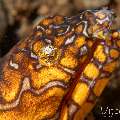 Napoleon Snake Eel (Ophichthus Bonaparti)