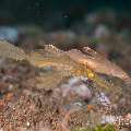 Robust Ghostpipefish (Solenostomus cyanopterus), photo taken in Philippines, Negros Oriental, Dauin, Secret Corner