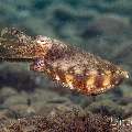 Broadclub cuttlefish (Sepia latimanus), photo taken in Philippines, Negros Oriental, Dauin, Secret Corner