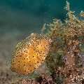 Yellow Boxfish (Ostracion Cubicus)