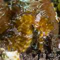 Thorny Seahorse (Hippocampus Histrix)