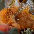 Painted Frogfish (Antennarius Pictus)