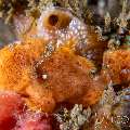 Painted Frogfish (Antennarius Pictus)