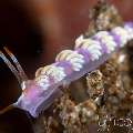 Nudibranch (Trinchesia Sp.)