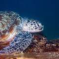 Green Sea Turtle (Chelonia mydas), photo taken in Philippines, Negros Oriental, Dauin, Masaplod North