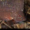 Spiny Waspfish (Ablabys Macracanthus)