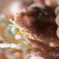 Spotted porcelain crab (Neopetrolisthes maculatus), photo taken in Philippines, Negros Oriental, Dauin, Masaplod North