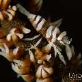 Anker's Whip Coral Shrimp (Pontonides ankeri), photo taken in Philippines, Negros Oriental, Dauin, Masaplod North