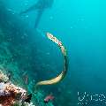 Banded Sea Krait (Laticauda Colubrina)