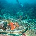 Banded Sea Krait (Laticauda Colubrina)