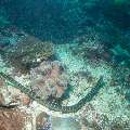 Banded Sea Krait (Laticauda Colubrina)