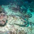 Banded Sea Krait (Laticauda Colubrina)