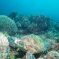 Green Sea Turtle (Chelonia Mydas)