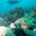 Green Sea Turtle (Chelonia Mydas)