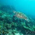 Green Sea Turtle (Chelonia Mydas)