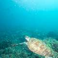 Green Sea Turtle (Chelonia Mydas)